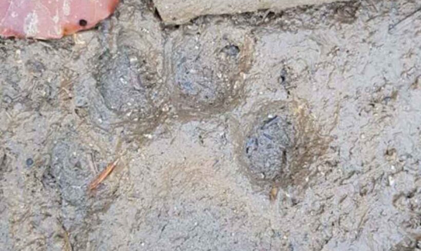 Istraživanje potencijalne prisutnosti Balkanskog risa u Bosni i Hercegovini Istraživanje potencijalne prisutnosti Balkanskog risa u Bosni i Hercegovini