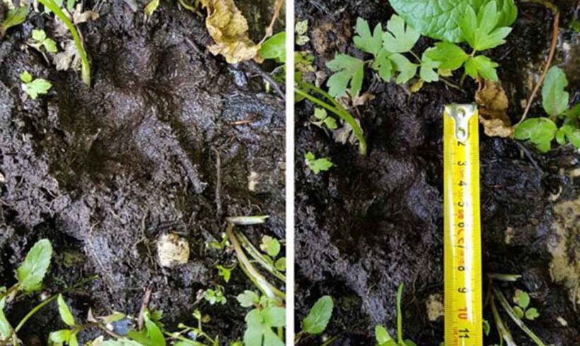 Potraga za balkanskim risom u jugoistočnoj BiH i zapadnoj Crnoj Gori