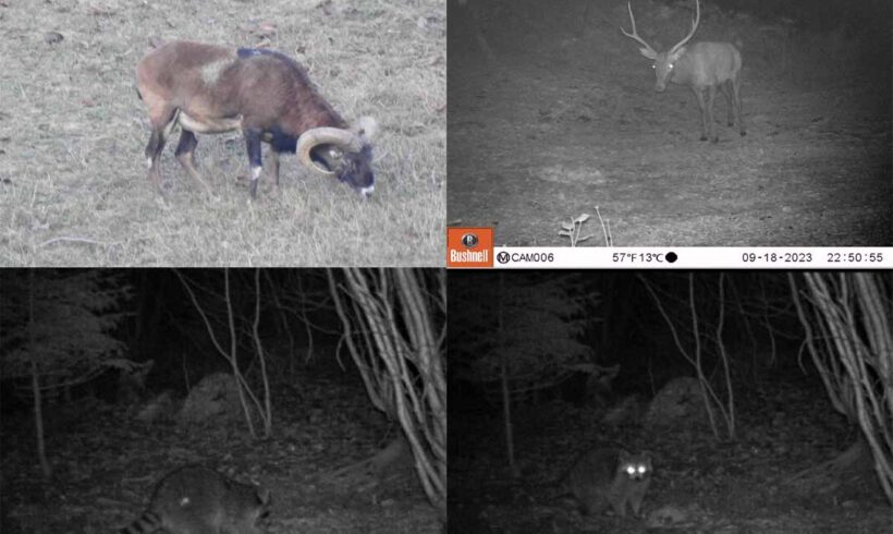 Verification of Permanent Settlement of 4 Mammal Species on the Territory of B&H