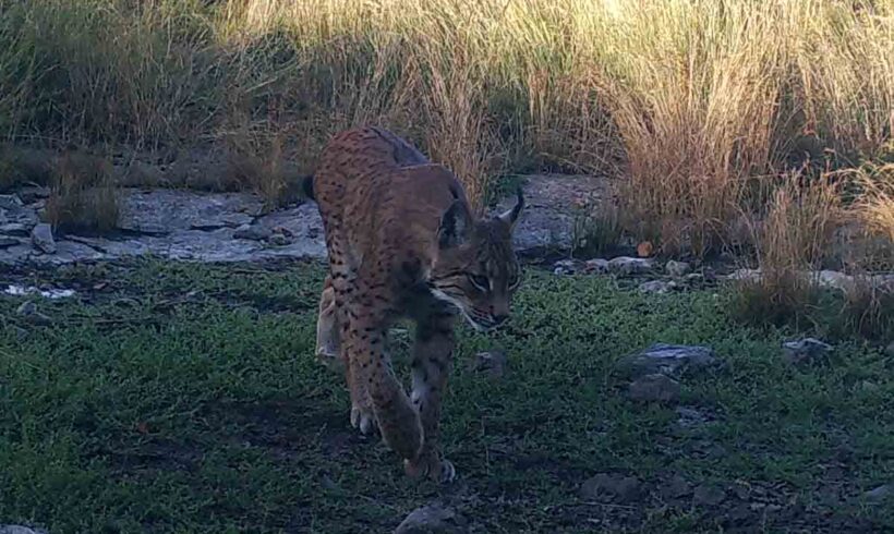 Evroazijski ris (Lynx lynx) u Republici Srpskoj