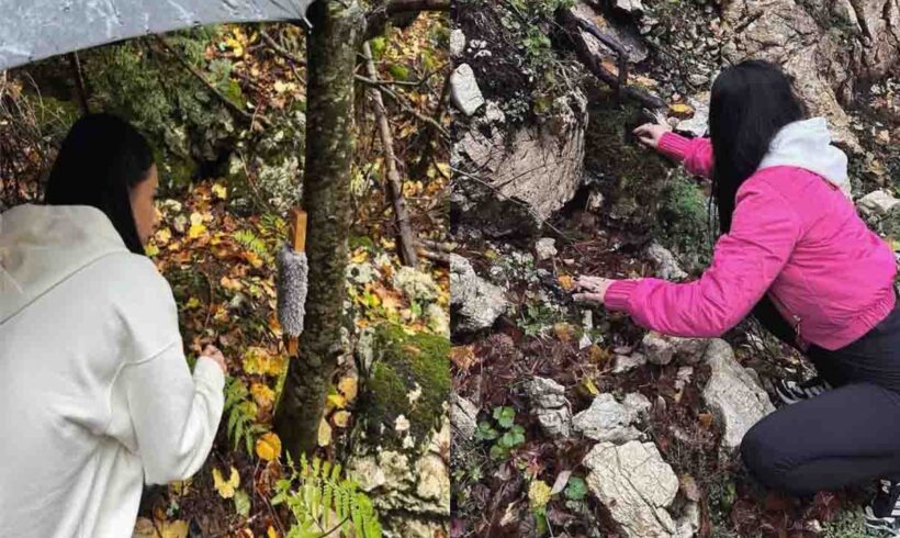 Tijana Trbojević vodi istraživanje za očuvanje euroazijskog risa na Volujku