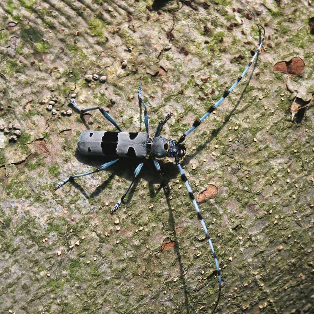 Alpska srtižibuba (Rosalia alpina)