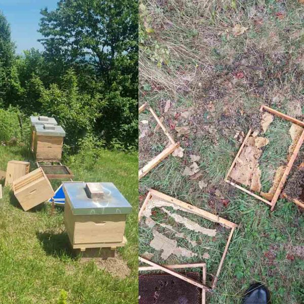 Bears sometimes cause damage to apiaries