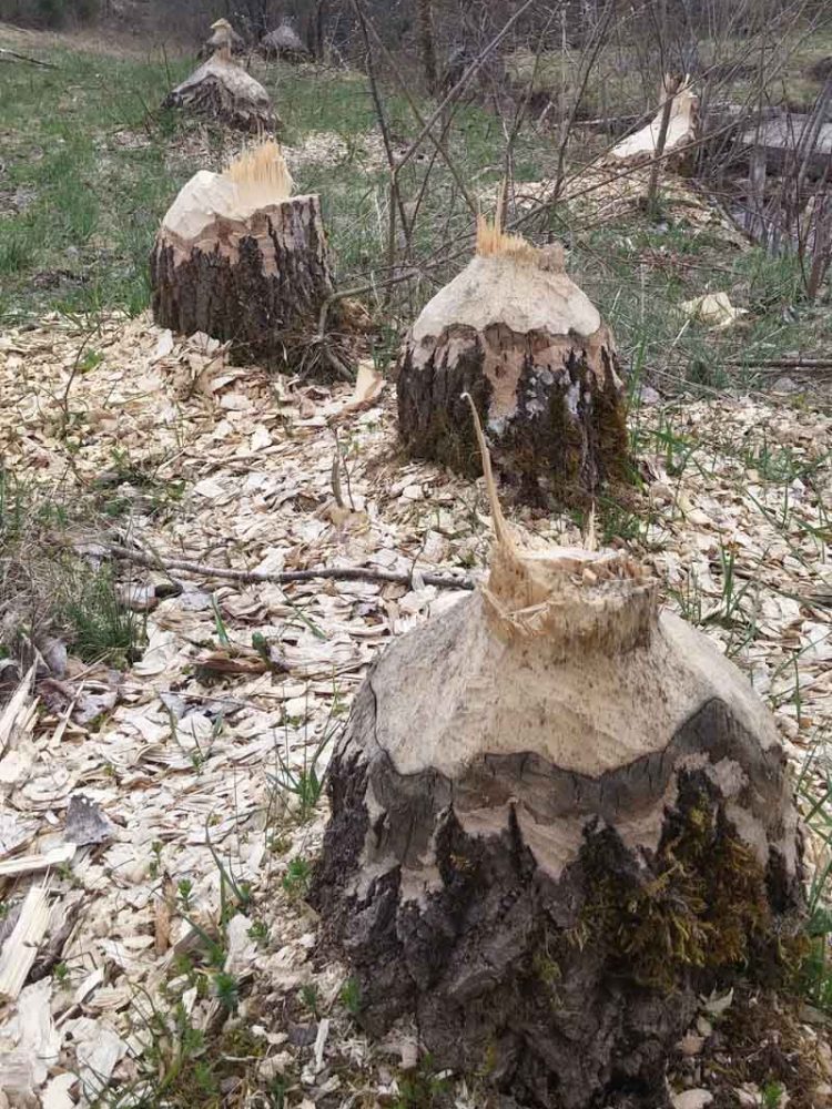 Dabar spremao branu i humke