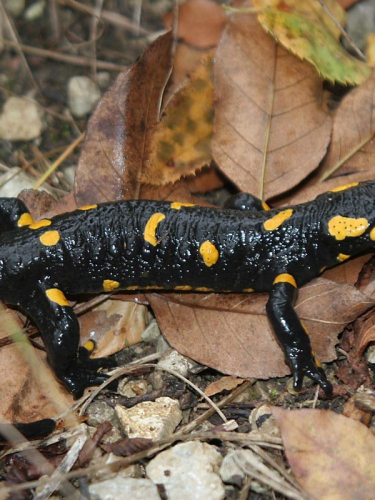 Daždevnjak (Salamandra salamandra)