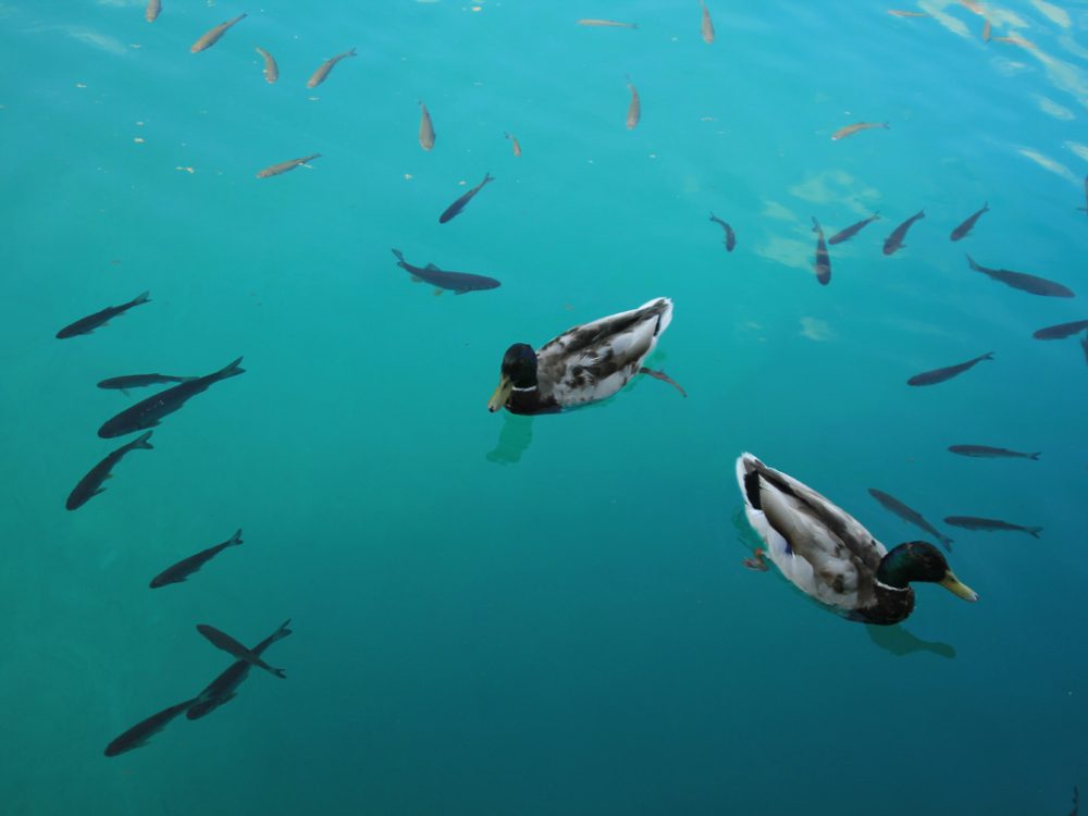 Divlja patka (Anas platyrhynchos)