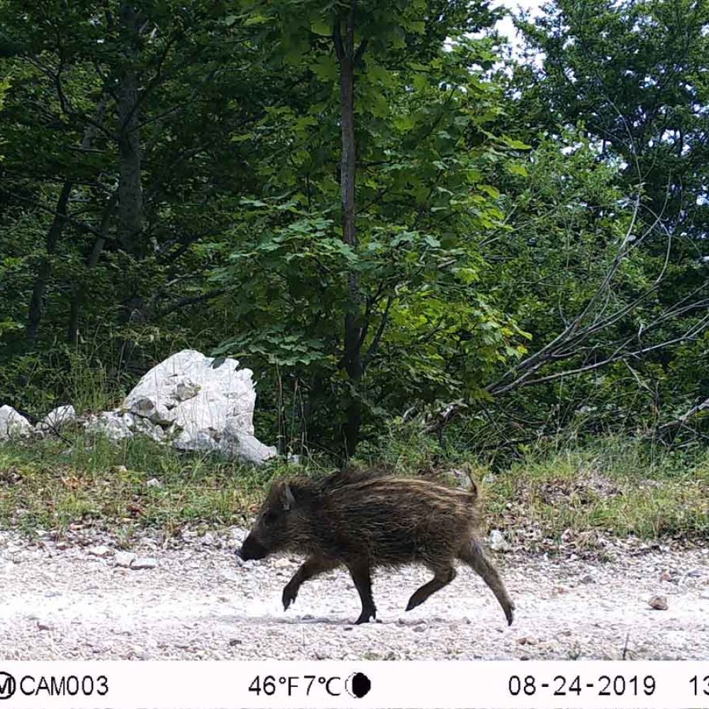 Divlja svinja Gile (Sus scrofa)