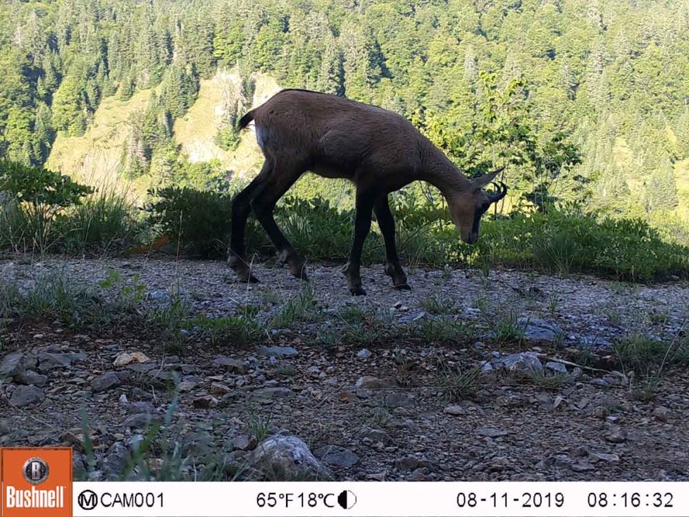 Divokoza (Rupicapra rupicapra)