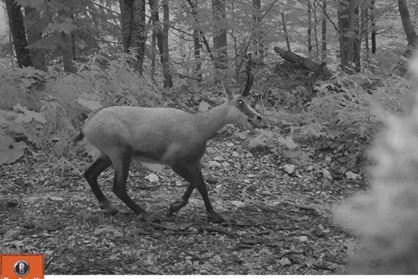 Divokoza (Rupicapra rupicapra) u kanjonu Tare