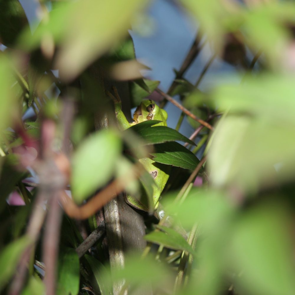 Gatalinka (Hyla arborea)