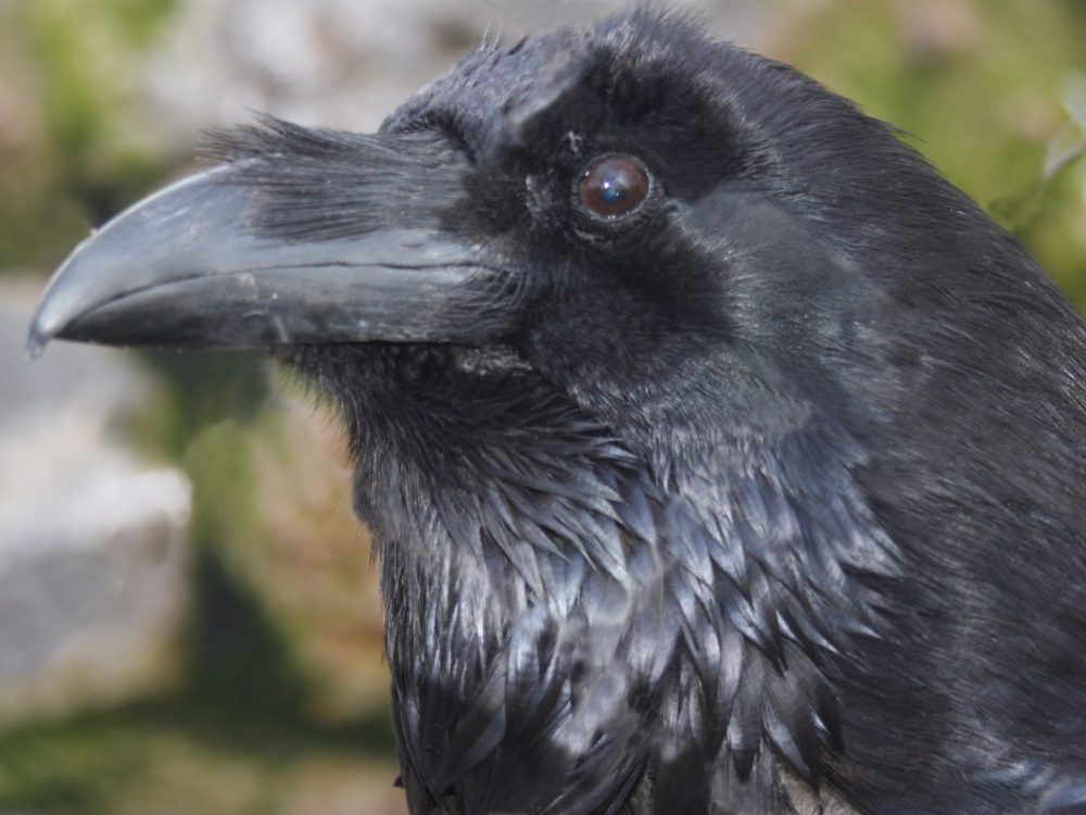 Gavran (Corvus corax)