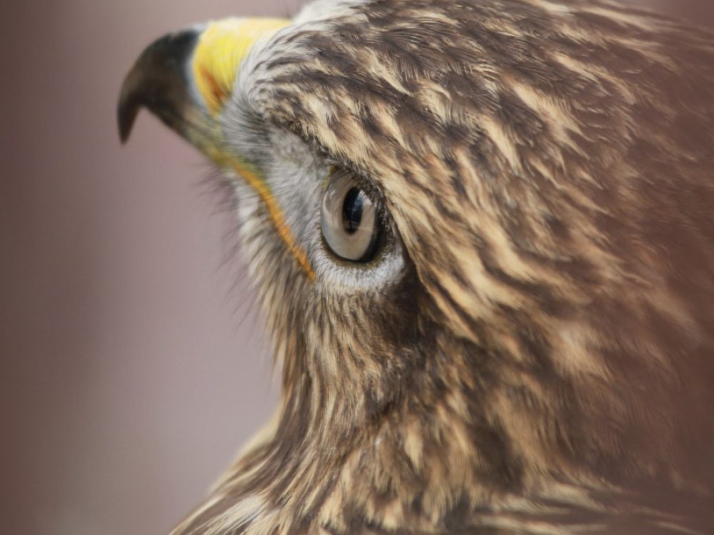 Jastreb (Accipiter gentilis)