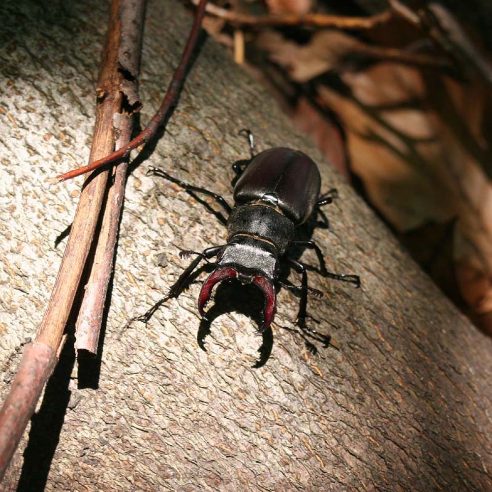 Jelenak (Lucanus cervus)