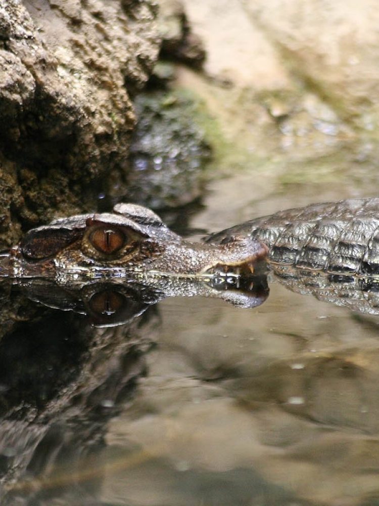 Kajman (Caiman crocodilus)