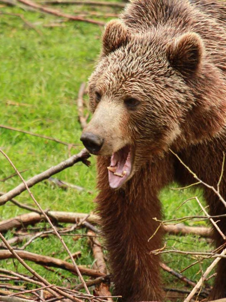 Medvjed (Ursus arctos)