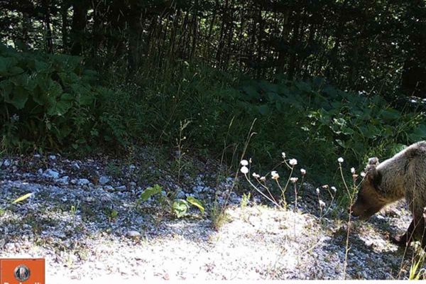 Mrki medvjed (Ursus arctos) u kanjonu Tare