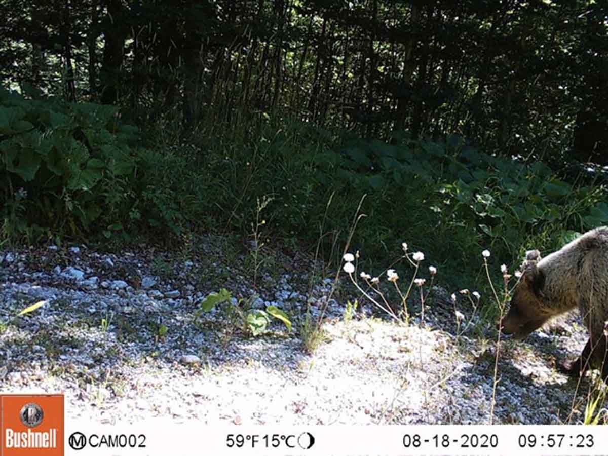 Slika 2. Mrki medvjed (Ursus arctos) u kanjonu Tare