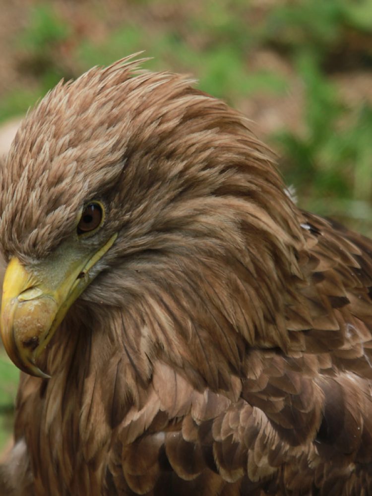 Orao bjelorepan (Haliaeetus albicilla)