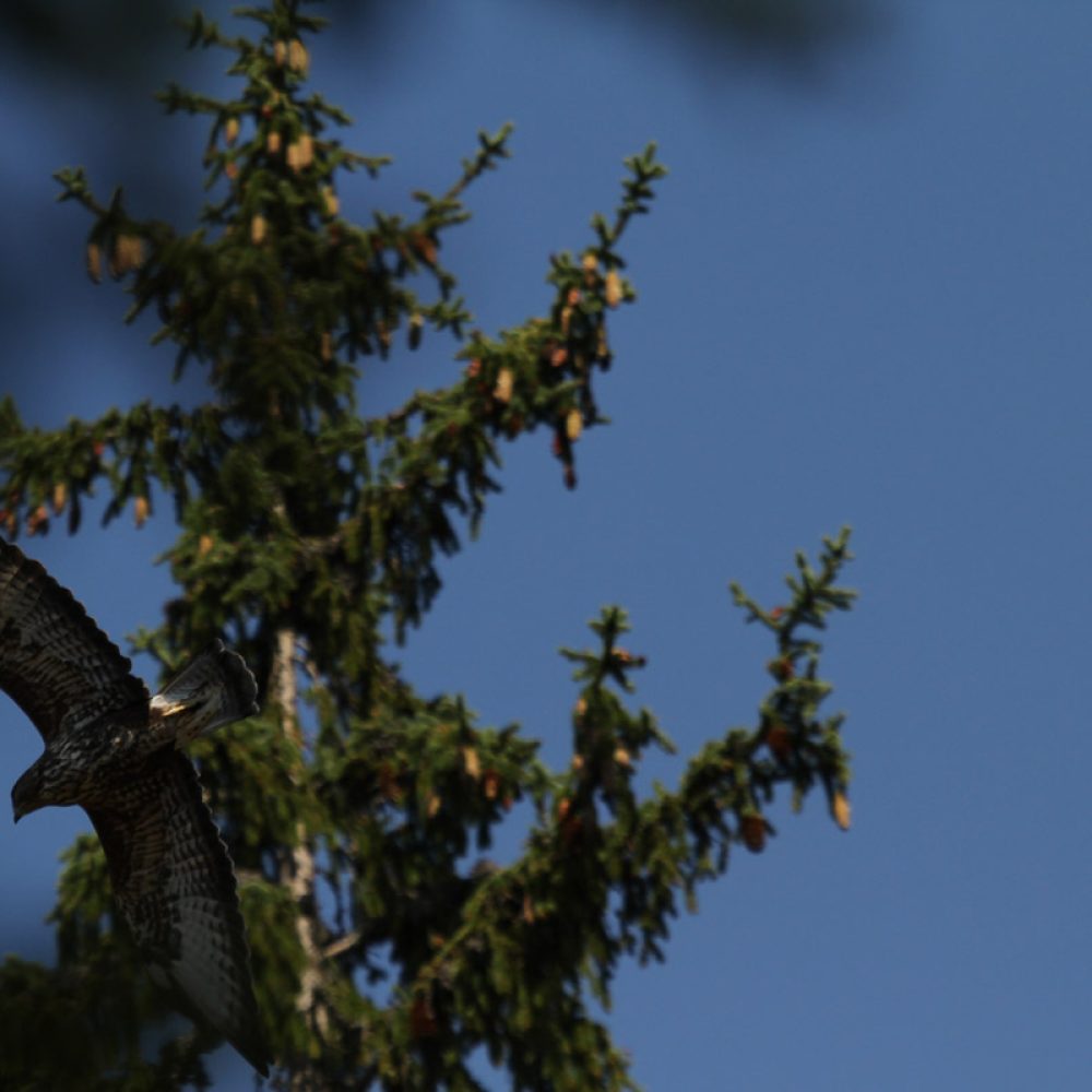 Orao mišar (Buteo buteo)
