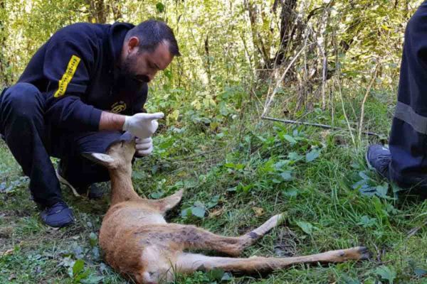Pomoc dezorjentisanoj jedici srne
