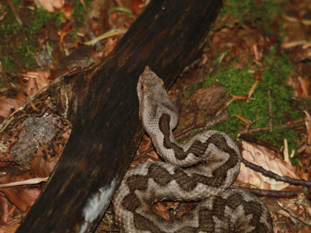 Poskok (Vipera ammodytes)