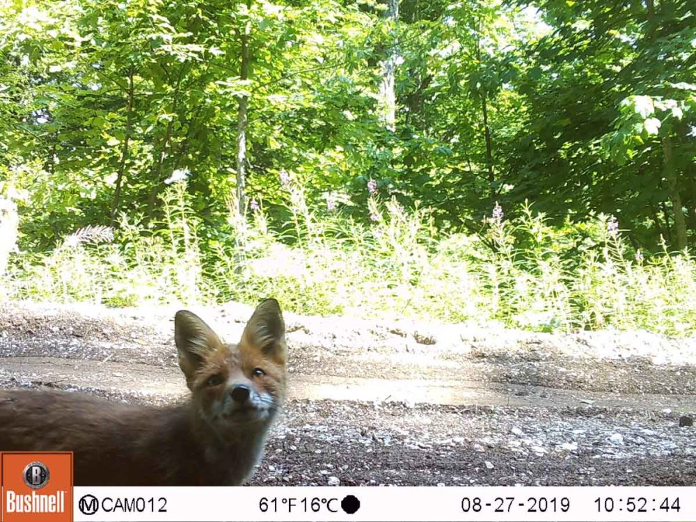 Radoznala lisica (Vulpes vulpes)