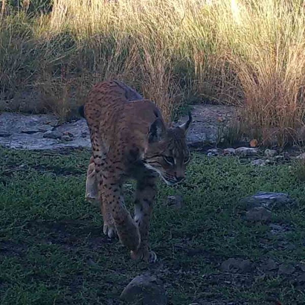 Ris, planina Bjelašnica