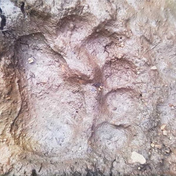 Slika 2. Trag mrkog medvjeda na obroncima Trebevića