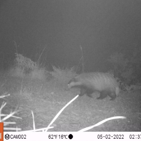 Slika 3. Jazavac u kanjonu Paljanske Miljacke