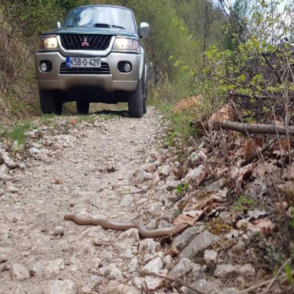 Slika 4. Sljepić (Anguis fragilis) na makadamskom putu kanjona Paljanske Miljacke