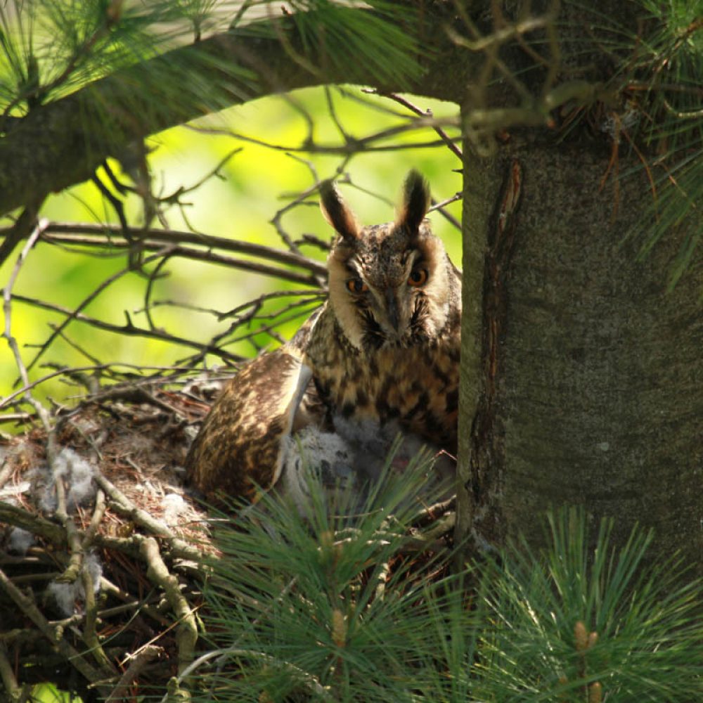 Sova Ušara (Bubo bubo) u gnijezdu