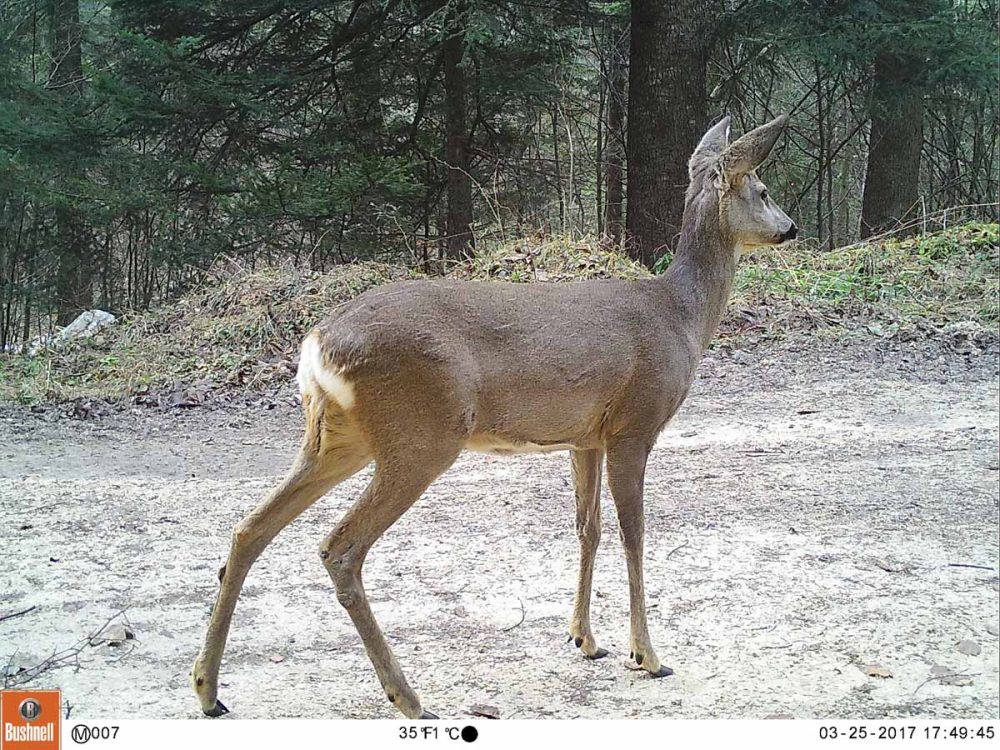 Srna (Capreolus capreolus)