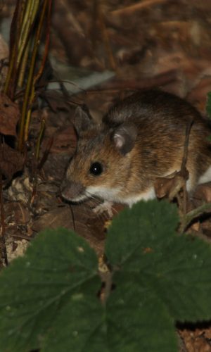 Šumski miš (Apodemus sylvaticus)