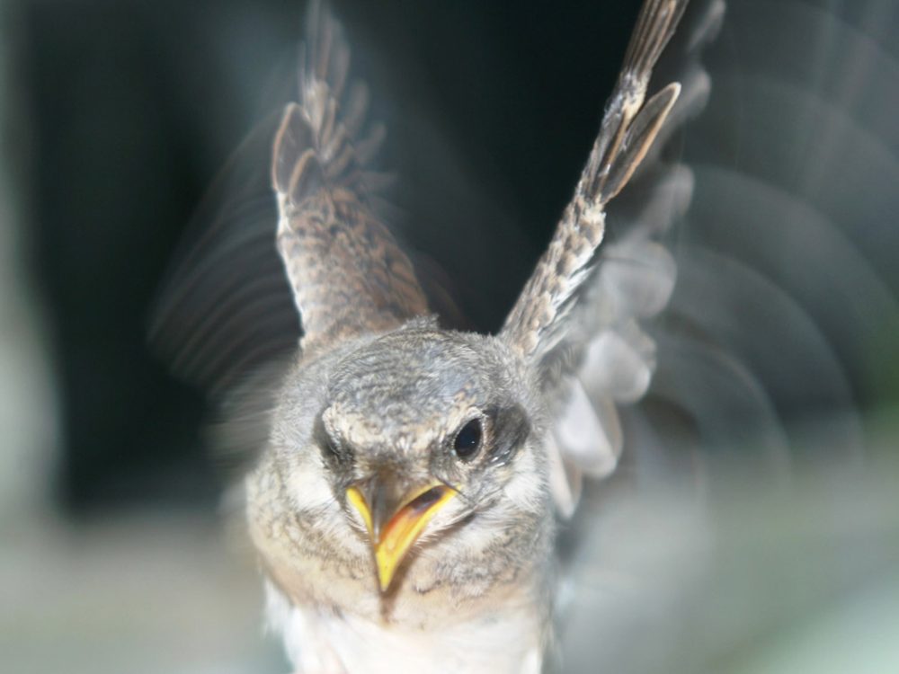 Svračak (Lanius sp)