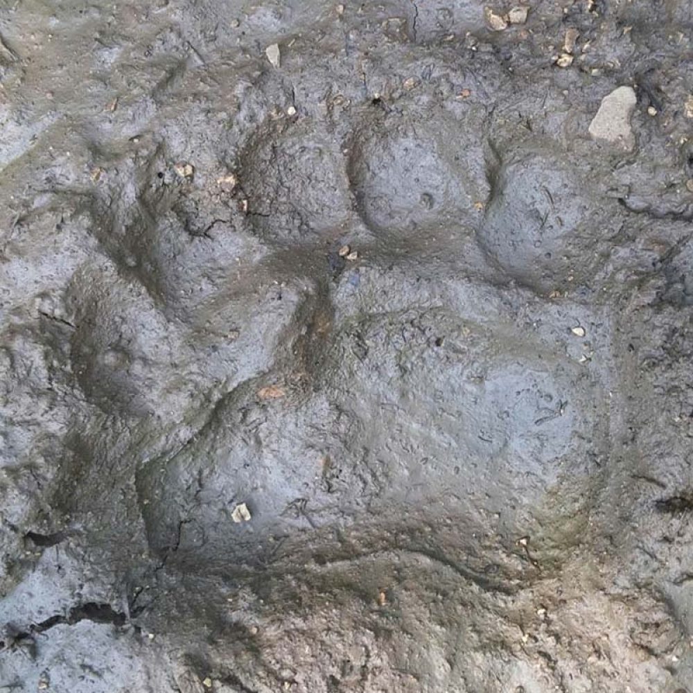 Trag medvjeda (Ursus arctos)