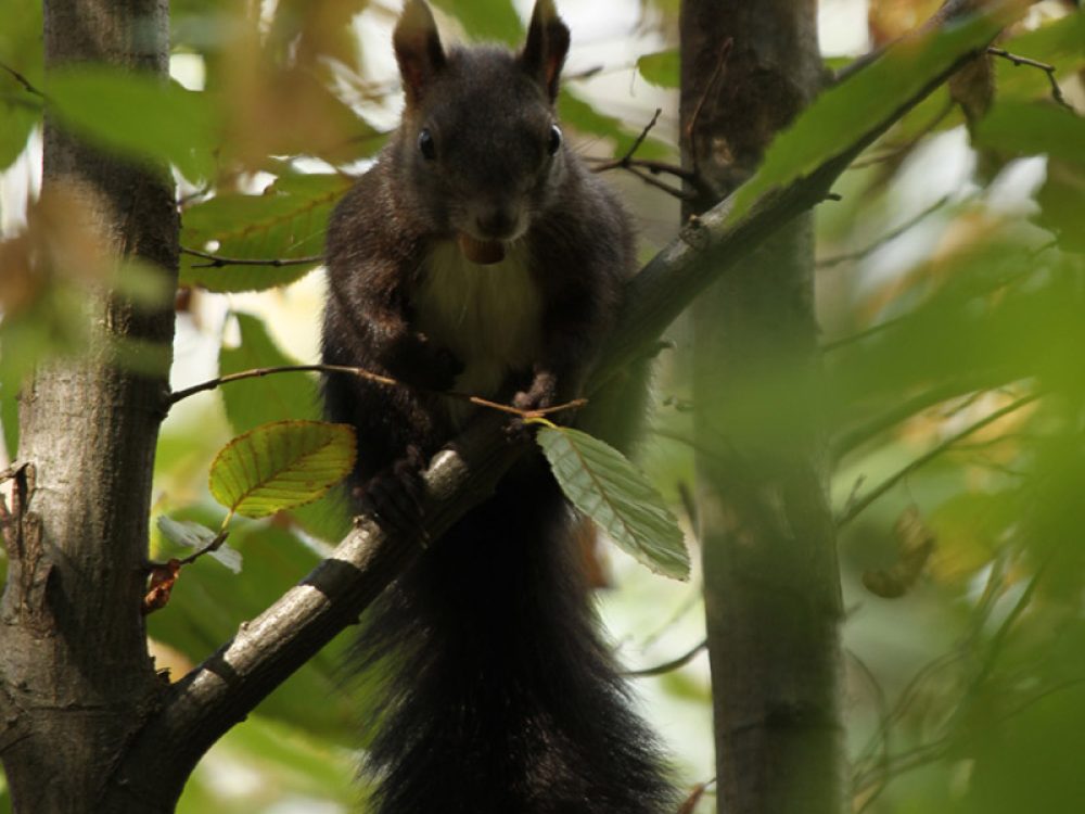 Vjeverica (Sciurus vulgaris)