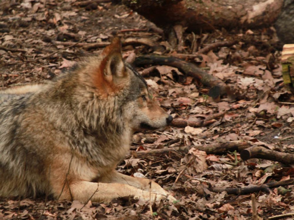 Vuk (Canis lupus)